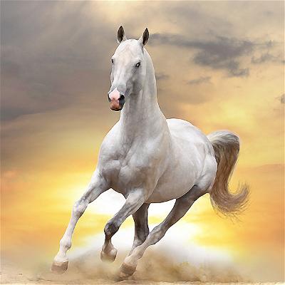 vnvn-web-design-galloping-horse