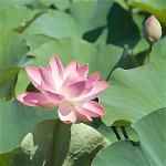 vnvn-web-design-pink-lotus